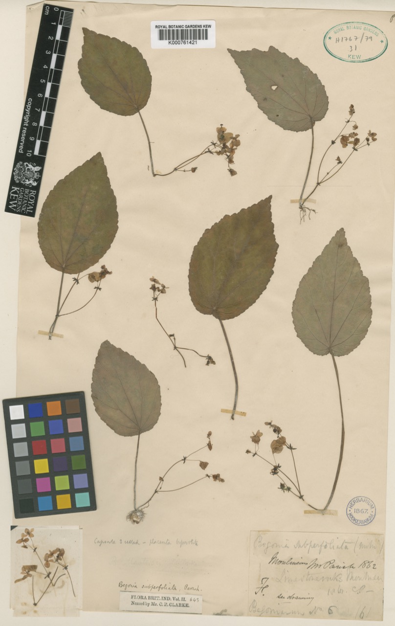 B. subperfoliata